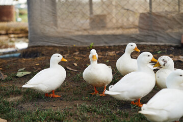 Flock of ducks in the farm