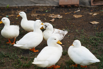Obraz premium Flock of ducks in the farm
