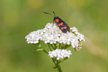 Meadowsweet butterfly on a flower in a field