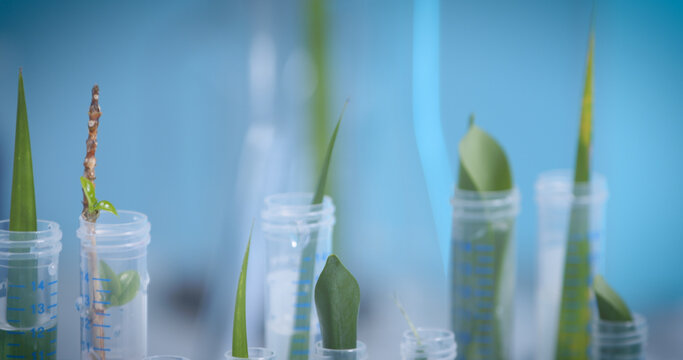Green plants in test tubes in a lab setting, representing biotechnology and plant sciences. The focus is on studying plant