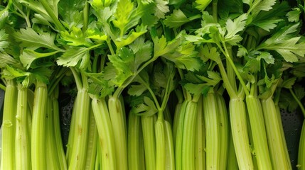 Obraz premium Close-up shot of fresh celery stalks. Perfect for recipes, cooking blogs, and healthy food promotions.