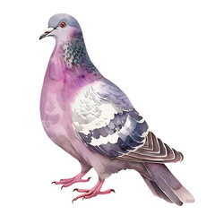 Naklejka premium Vintage watercolor Common pigeon illustration isolated on transparent background. Hand drawn watercolor illustration. Decorative design elements