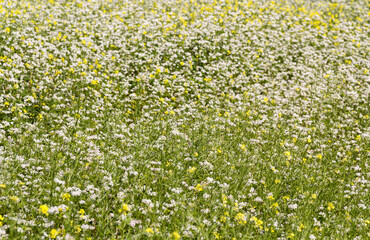 Fototapeta premium blooming spring meadow, yellow and white flowers in the meadow, background 6