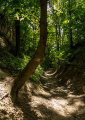 Fototapeta premium a trail in a ravine, a tree with a red trail marking, a path in the forest