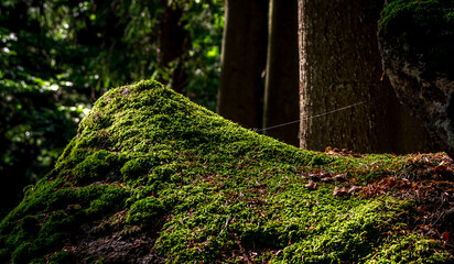 forest green moss, close up of moss, forest background