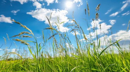 Obraz premium Grass Growing. Field Landscape with Growing Grass and Sunlight