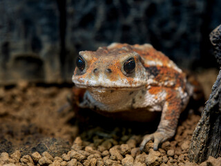 ミヤコヒキガエル