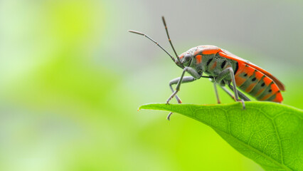 Red Cotton Bug on Green Leaf - Perfect for Nature and Wildlife Photography Projects