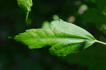 Rose Of Sharon leaves