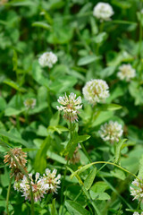 White clover flowers