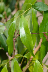 Lychee leaves