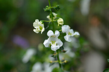 Summer snapdragon flowers