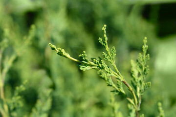 Lawsons Cypress Wisselii branch