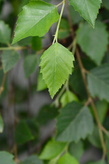 Birch Summer Cascade leaves