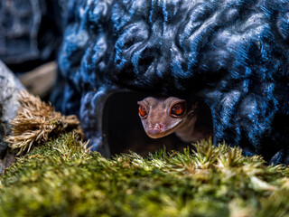 ハイナントカゲモドキのアップ