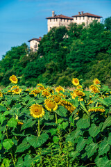 Summer flowers. Sunflowers among the hills.