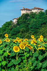 Summer flowers. Sunflowers among the hills.
