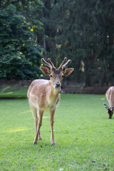 Deer fawn animal on forest background