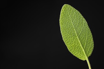 One sage leaf on black background, closeup. Space for text