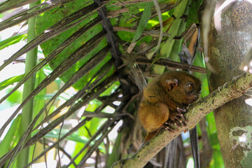 Philippine tarsier
