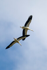 Obraz premium Weißstörche im Flug bei der Futtersuche über eine Wiese