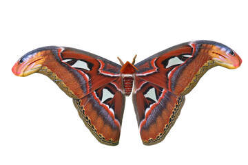 Attacus atlas butterfly moth isolated on white background © thawats
