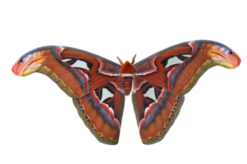 Attacus atlas butterfly moth isolated on white background