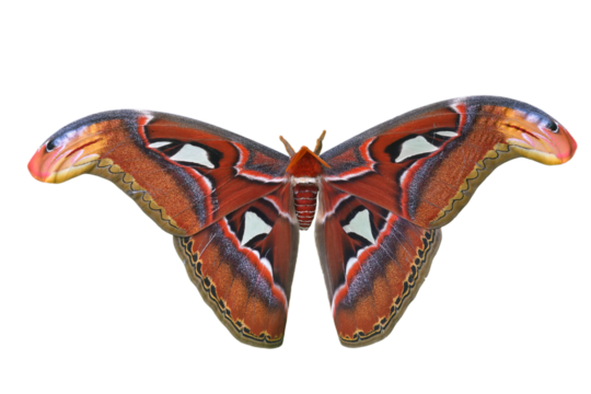 Attacus atlas butterfly moth isolated on white background