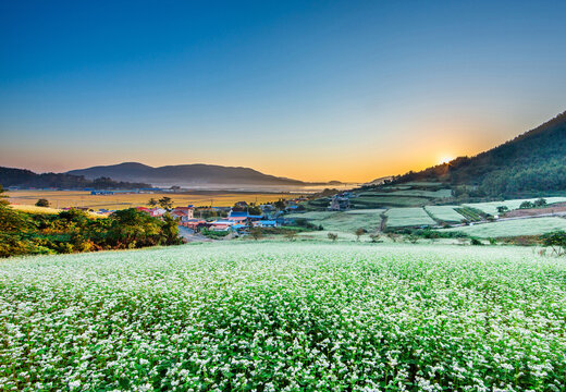 Summer and sunrise view of buckwheat field against houses and sea at Seonhak-dong Yuchae Village of Hoejin-ri near Jangheung-gun, South Korea
