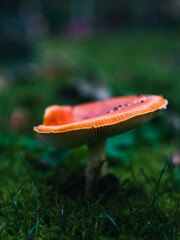 Mushroom in the forest