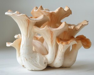 Fototapeta premium A beautiful and unique image of a cluster of mushrooms