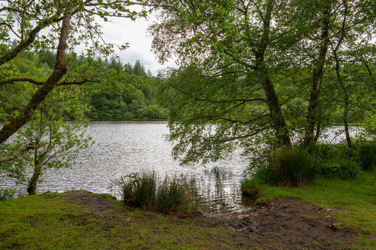 The beautiful little lake of Llyn Mair (Mary's Lake), Coed Llyn y Garnedd, Gwynedd, Wales