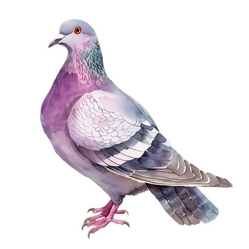 recommend clip art: Vintage watercolor Common purple pigeon illustration isolated on transparent background. Hand drawn watercolor illustration. Decorative design elements