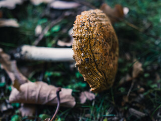 Mushroom in the forest