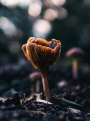 Mushroom in the forest