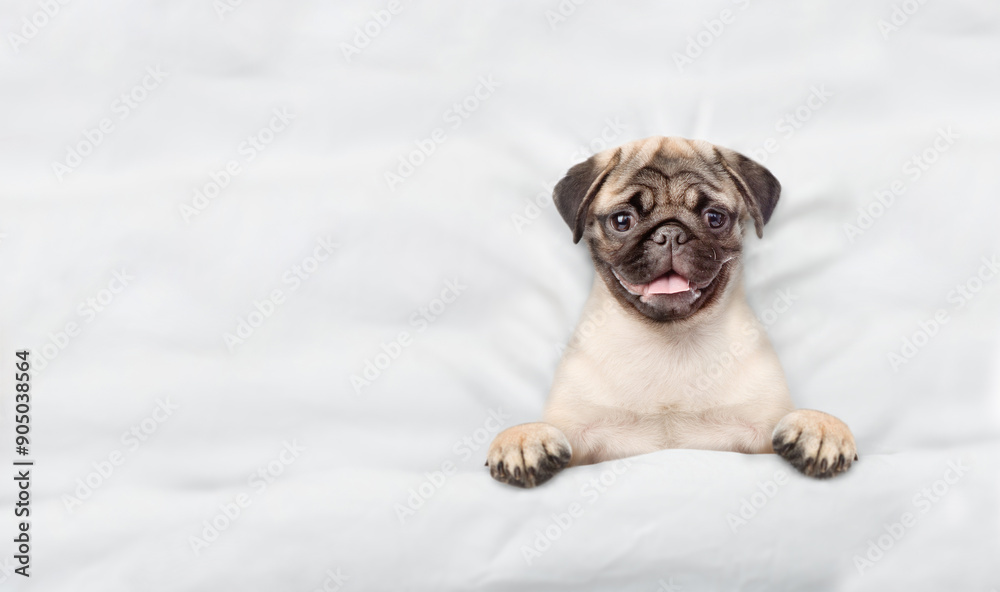 Poster cozy pug puppy lying on a bed at home. top down view. emptyspace for text
