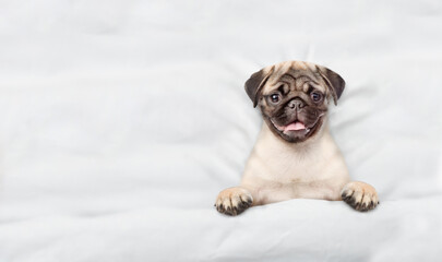 Cozy Pug puppy lying on a bed at home. Top down view. Emptyspace for text