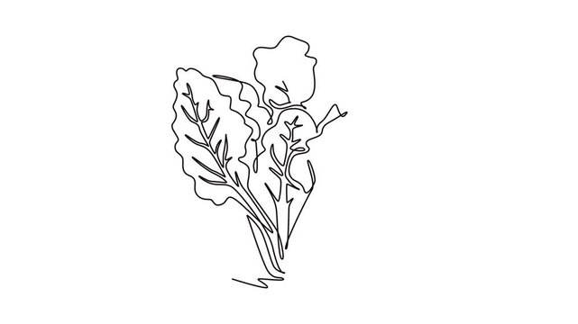 Animated self drawing of continuous line draw group pile of healthy organic raw swiss chard for farm logo identity. Fresh leafy spinach beet concept for vegetable icon. Full length one line animation