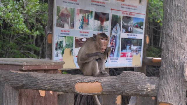 Macaca fascicularis (long-tailed, crab-eating macaque), primate species