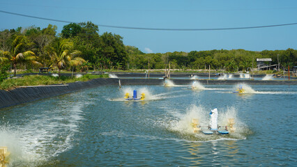 shrimp farming ponds in the village