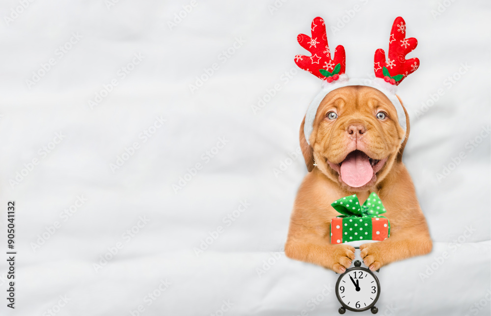Aufkleber cute mastiff puppy dressed like santa claus reindeer lying under white blanket at home holds gift bo