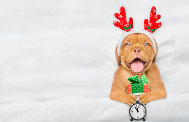 Cute Mastiff puppy dressed like santa claus reindeer lying under white blanket at home holds gift...