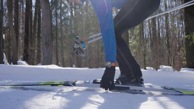 Cross country skiers country skier in blue jacket adjust head skis in snowy forest, preparing for winter adventure. Man skier starts sports training session in winter park.