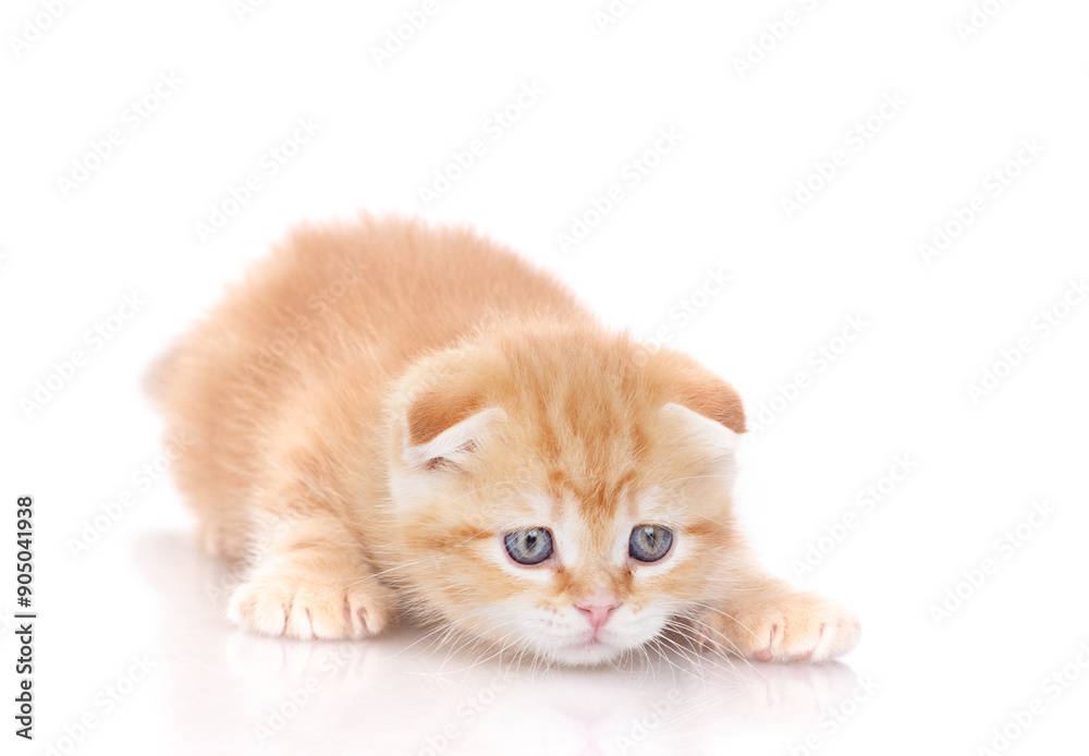 Poster hunting playful tabby ginger kitten. isolated on white background