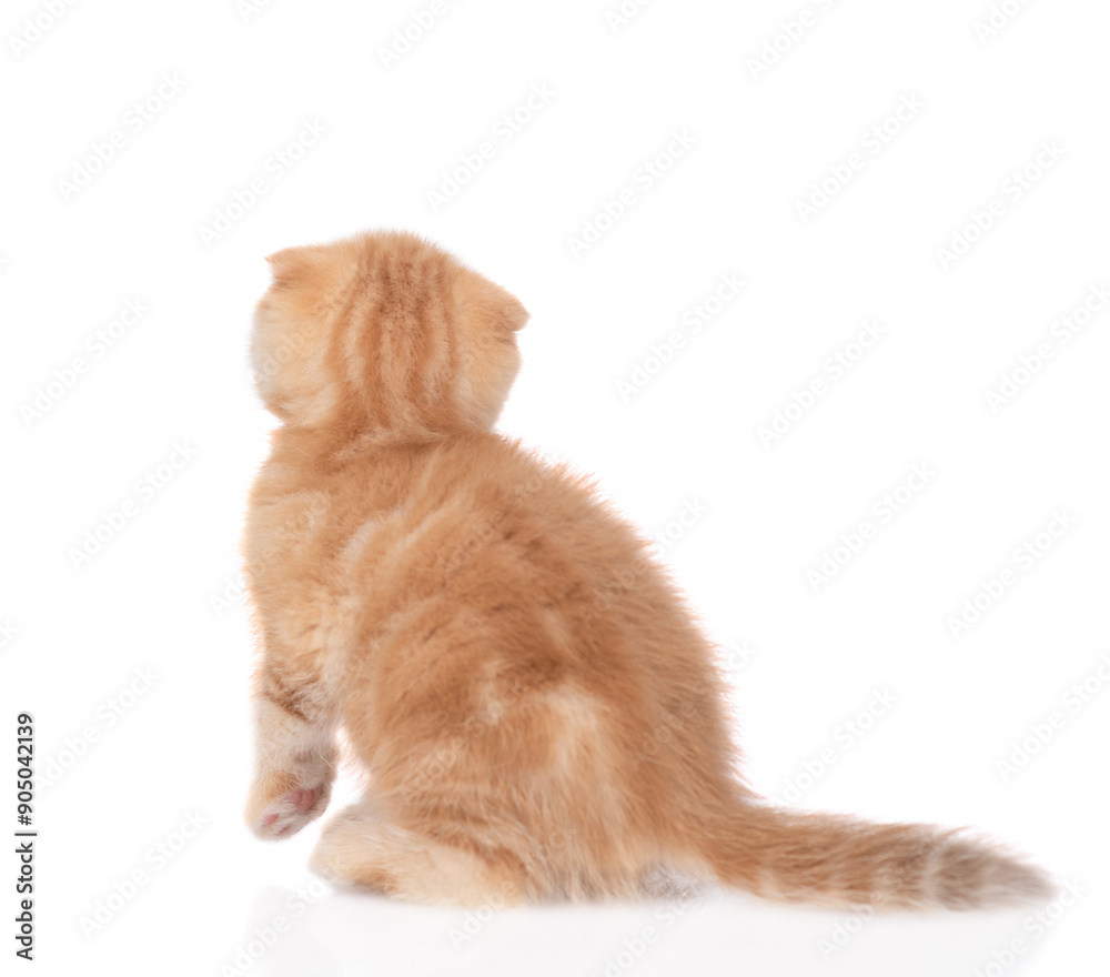 Poster Tiny ginger tabby kitten sits in back view and looks up on empty space. isolated on white background
