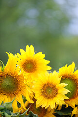 blossom yellow sunflowers outdoor, abstract natural background. symbol of summer season, harvest...