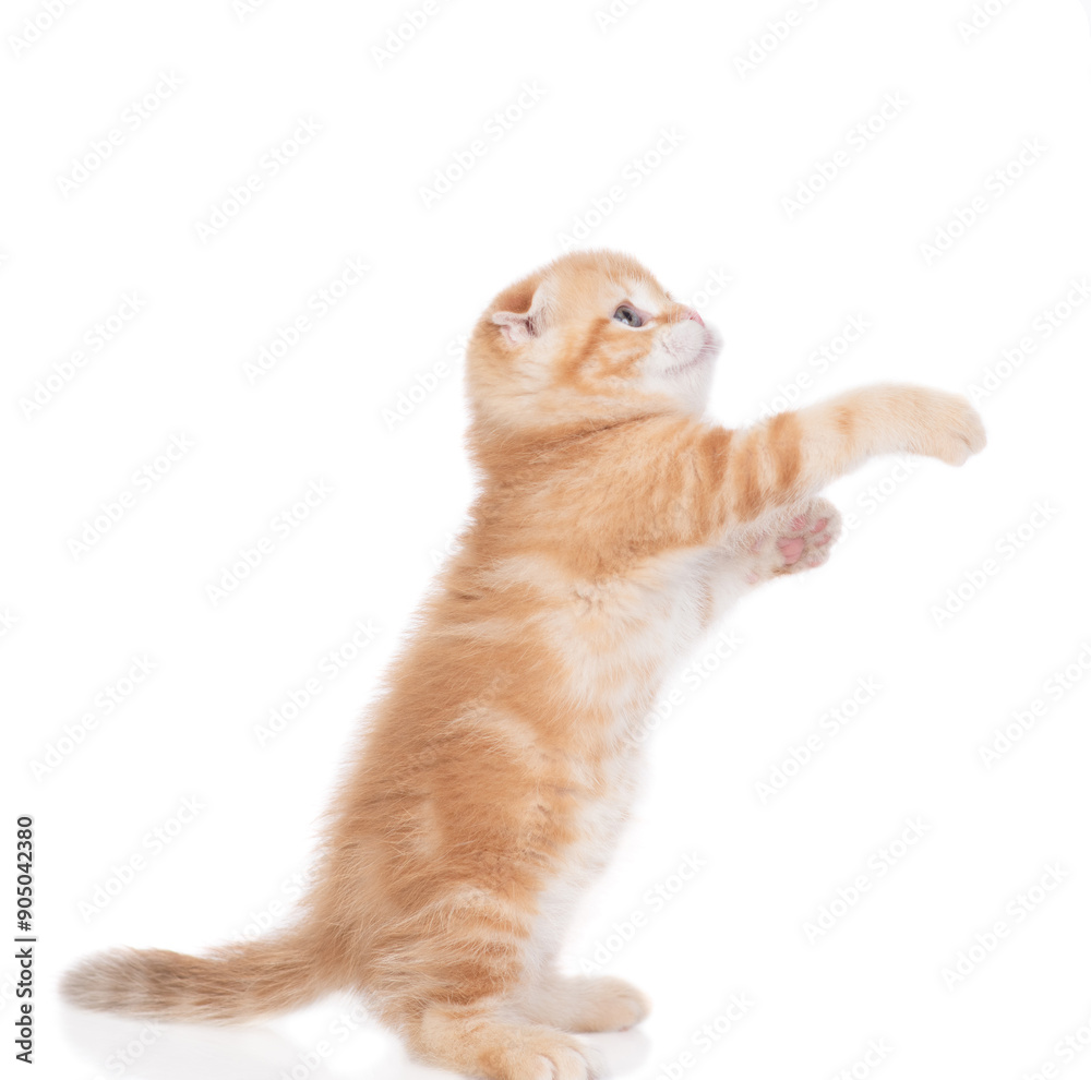 Poster playful tabby ginger kitten standing on hind legs and looking away and up on empty space. isolated o