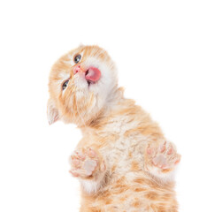 Funny red tabby scottish fold kitten sticking out tongue licking invisible glass pane making funny...