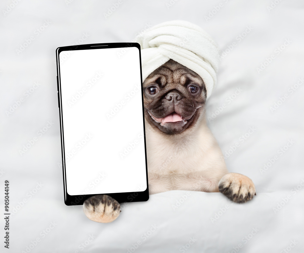 Aufkleber Pug puppy with towel on it head relaxing on the bed at home and showing big smartphone with white blank screen in it paw. Top down view