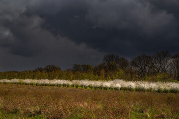 chmury nad sadem © Robert